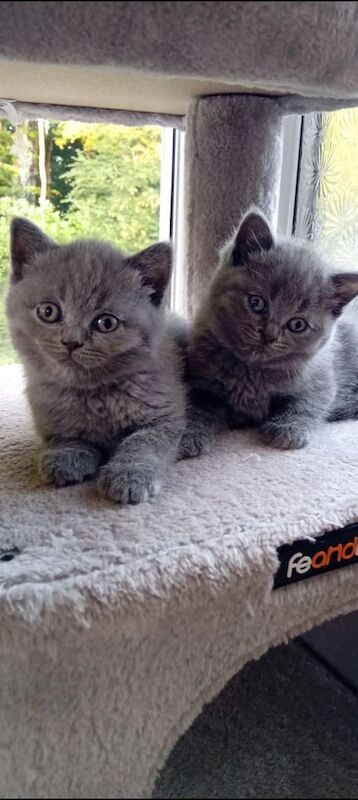 British Shorthair kittens for sale in St Anne's, Bristol β 7 weeks old