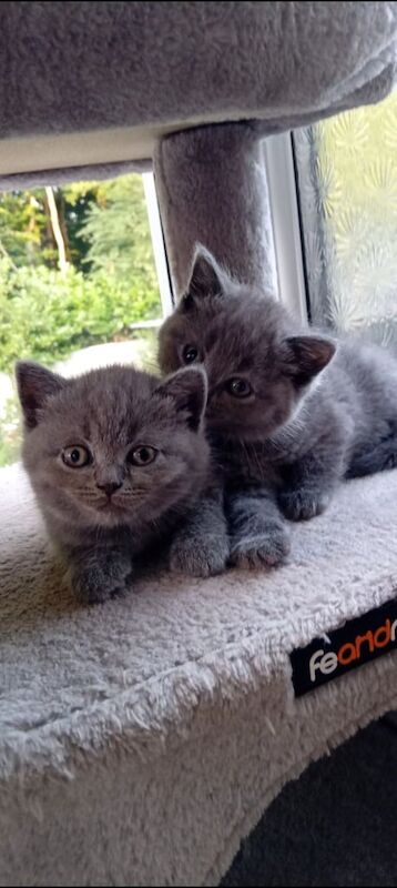 British Shorthair kittens for sale in St Anne's, Bristol – 7 weeks old - Image 2 of 3