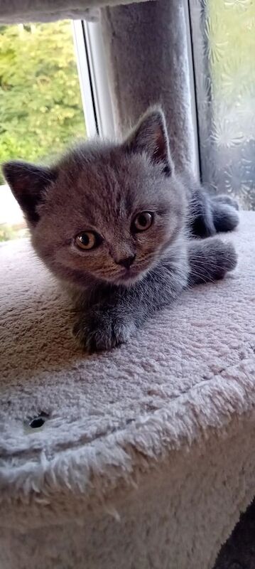 British Shorthair kittens for sale in St Anne's, Bristol – 7 weeks old - Image 3 of 3