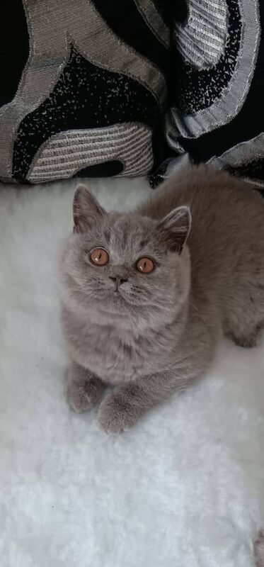British Shorthair kittens for sale in Blackpool, Lancashire – 3 months old