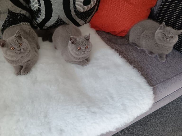 British Shorthair kittens for sale in Blackpool, Lancashire – 3 months old - Image 2 of 3
