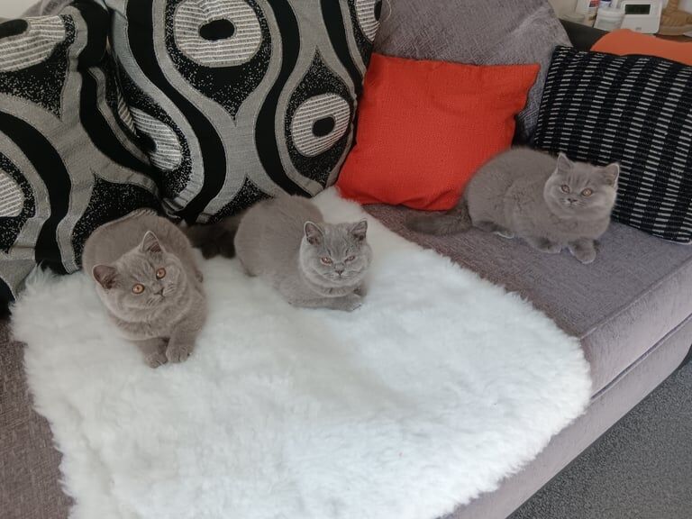British Shorthair kittens for sale in Blackpool, Lancashire – 3 months old - Image 3 of 3