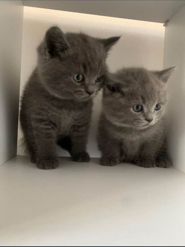British Shorthair Kittens For Sale