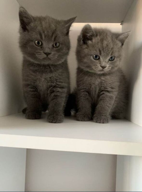 British blue shorthair kittens READY TO GO - Image 2 of 4