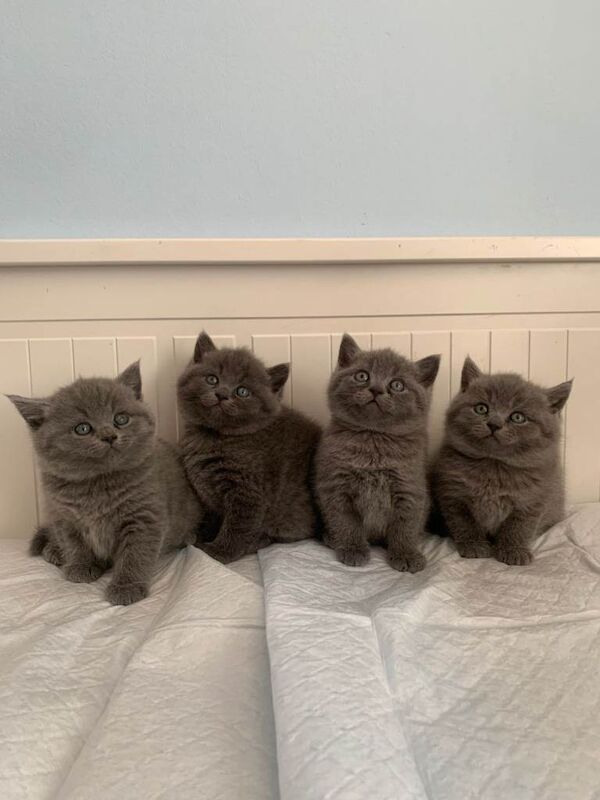 British blue shorthair kittens READY TO GO - Image 3 of 4
