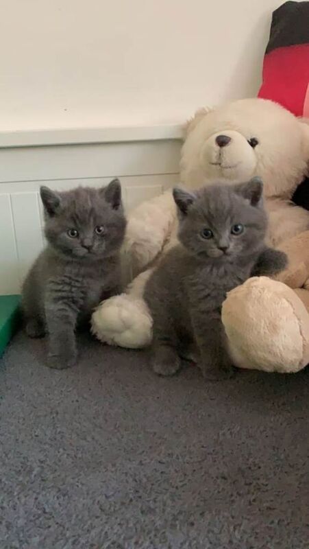 British blue shorthair kittens READY TO GO - Image 4 of 4
