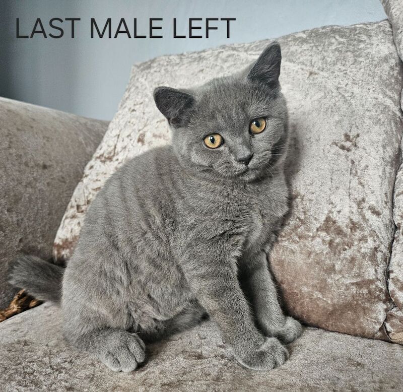 British blue shorthairs kittens 1 LAST MALE PRICE REDUCED left
