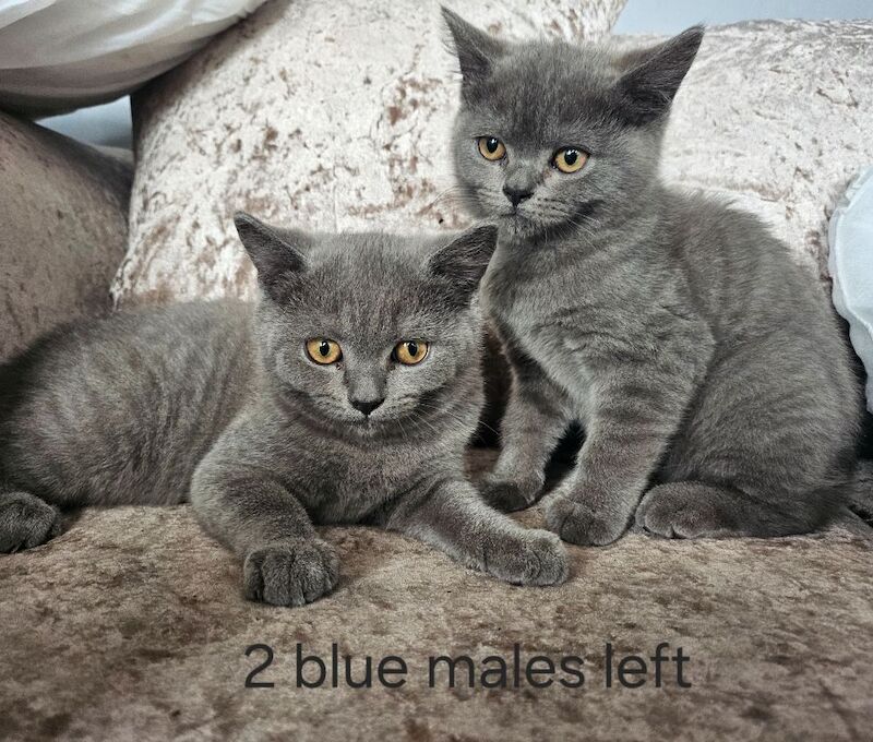 British blue shorthairs kittens 2 MALES PRICE REDUCED left
