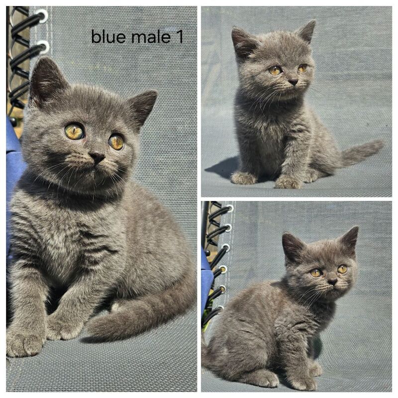 British blue shorthairs kittens