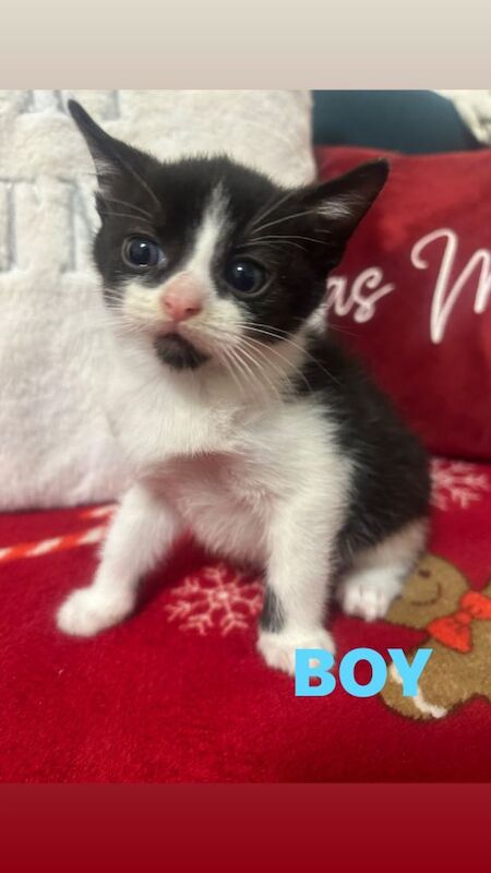 British Shorthair kittens for sale in Leeds, West Yorkshire – 9 weeks old