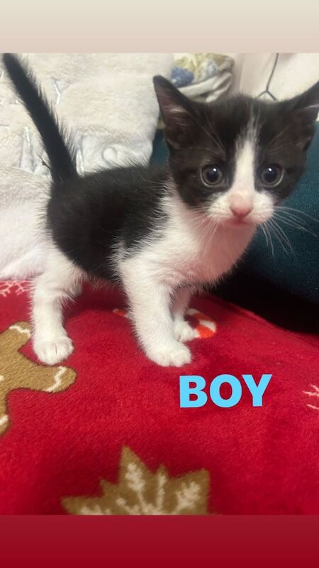 British Shorthair kittens for sale in Leeds, West Yorkshire – 9 weeks old - Image 2 of 4