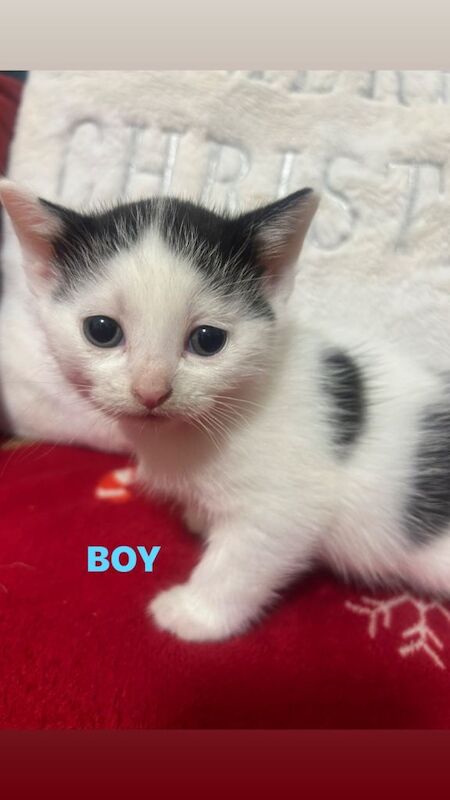 British Shorthair kittens for sale in Leeds, West Yorkshire – 9 weeks old - Image 3 of 4