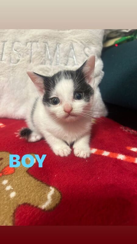 British Shorthair kittens for sale in Leeds, West Yorkshire – 9 weeks old - Image 4 of 4