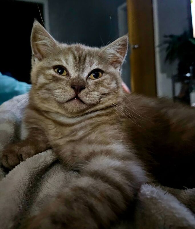 British Shorthair kittens for sale in Dalkeith, Midlothian – 11 weeks old