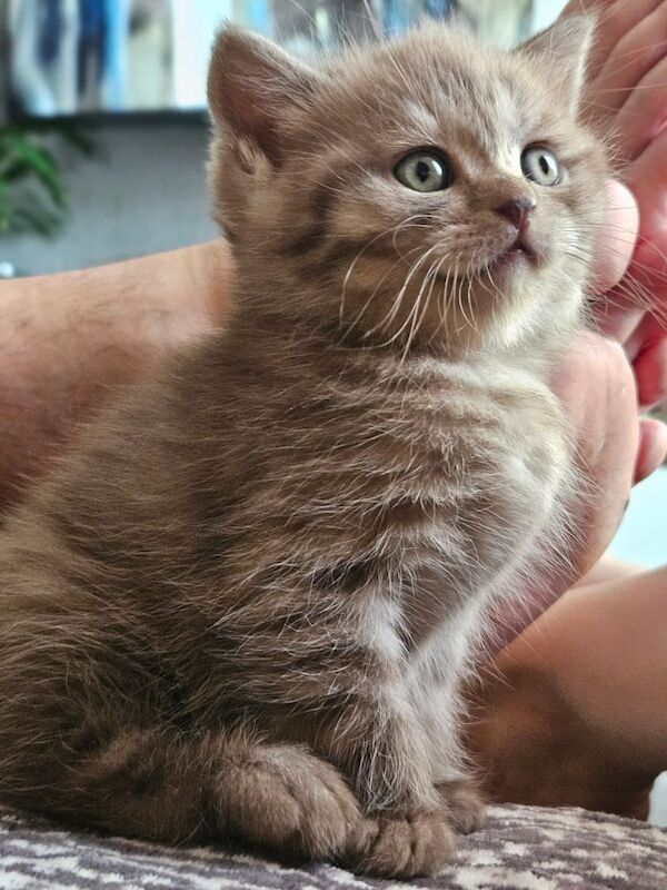 British kittens for sale in Dalkeith, Midlothian