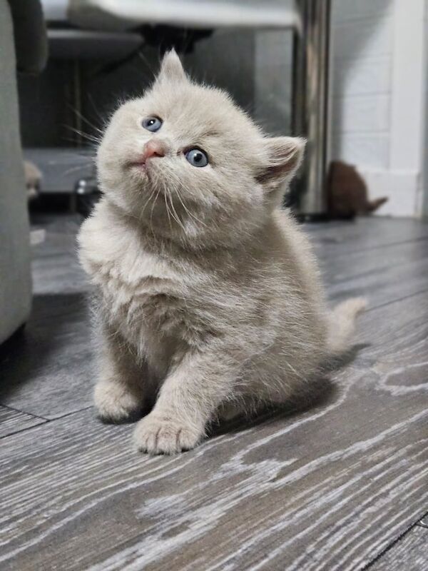 British kittens for sale in Dalkeith, Midlothian | Image 2