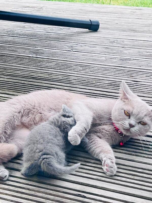 British Shorthair kittens for sale in Heathrow, London – 6 weeks old