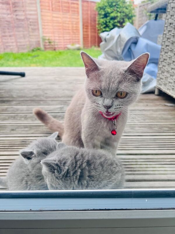 British Shorthair kittens for sale in Heathrow, London – 6 weeks old - Image 2 of 3
