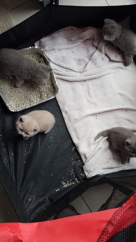 British Shorthair kittens for sale in Heathrow, London – 6 weeks old - Image 3 of 3