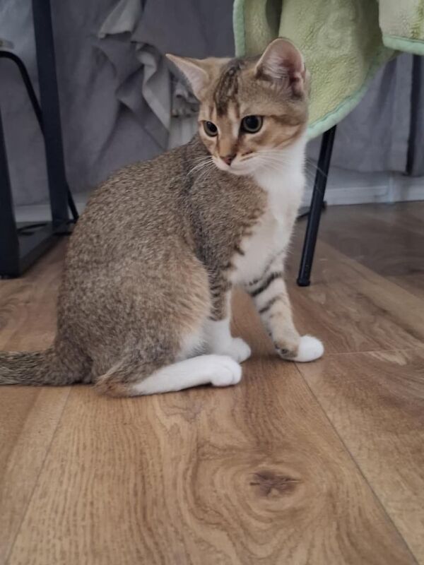 British Shorthair kittens for sale in Bromley, Greater London – 3 months old