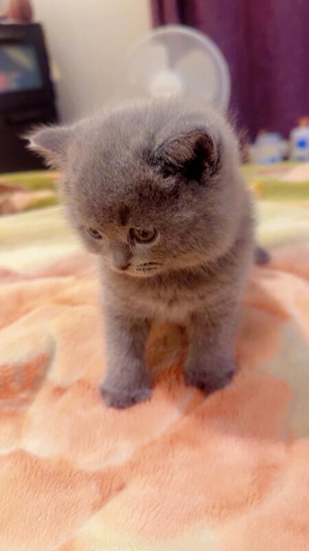 British Shorthair kittens for sale in Portishead, Somerset – 9 weeks old