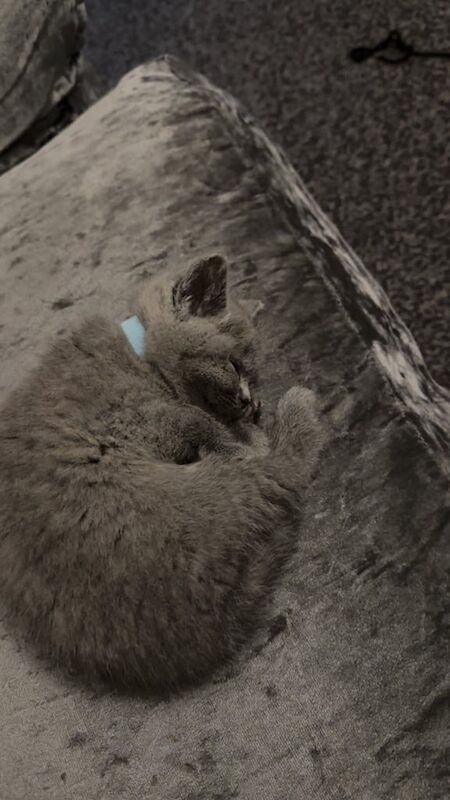 British Shorthair kittens for sale in Rotherham, South Yorkshire – 11 weeks old - Image 2 of 4