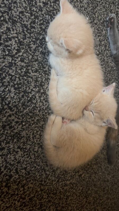 British Shorthair kittens for sale in Rotherham, South Yorkshire – 11 weeks old - Image 3 of 4