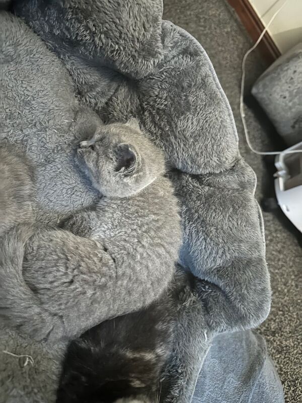 British Shorthair kittens for sale in Rotherham, South Yorkshire – 11 weeks old - Image 4 of 4