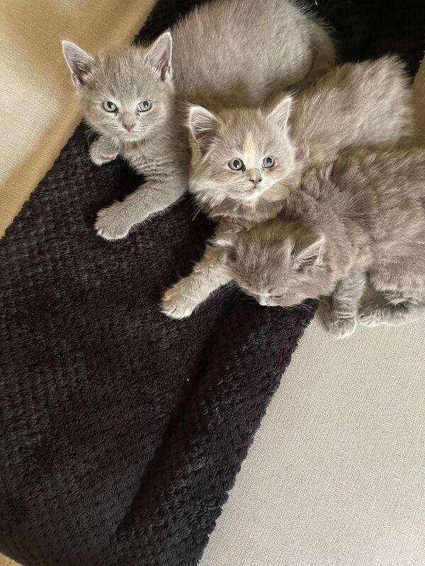 British Shorthair kittens for sale in Headington, Oxfordshire – 7 weeks old - Image 2 of 3