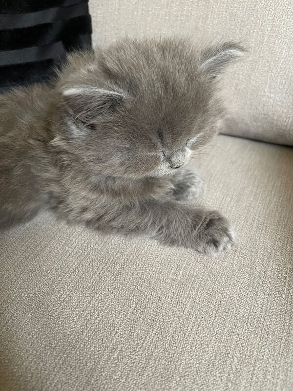 British Shorthair kittens for sale in Headington, Oxfordshire – 7 weeks old - Image 3 of 3