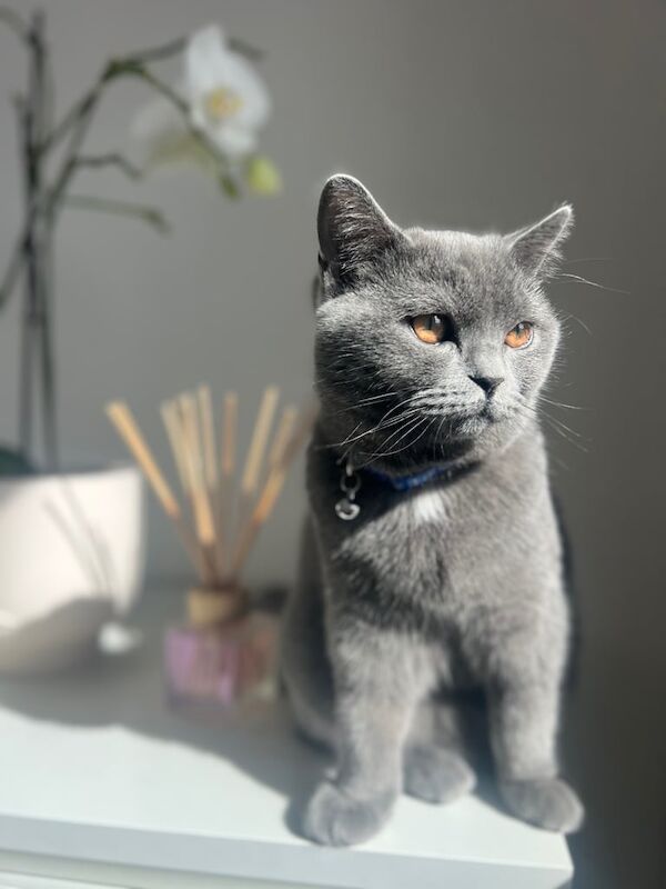 British Shorthair kittens for sale in Toxteth, Merseyside – 7 months old