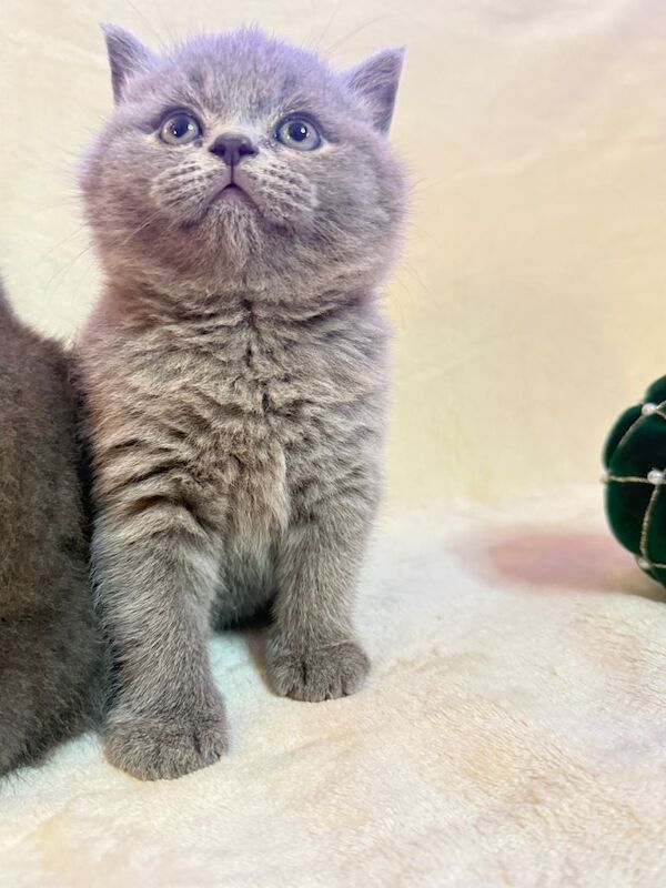 British Shorthair kittens for sale in Watford, Hertfordshire – 6 weeks old