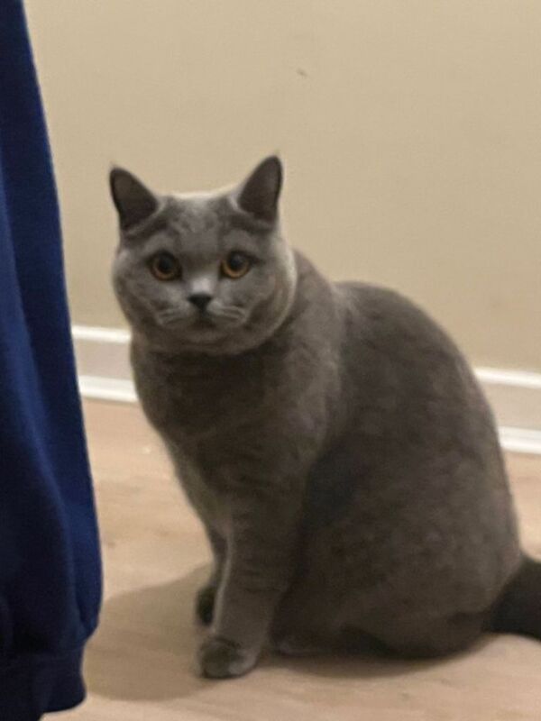 British Shorthair kittens for sale in Newcastle upon Tyne, Tyne and Wear – 2 years old