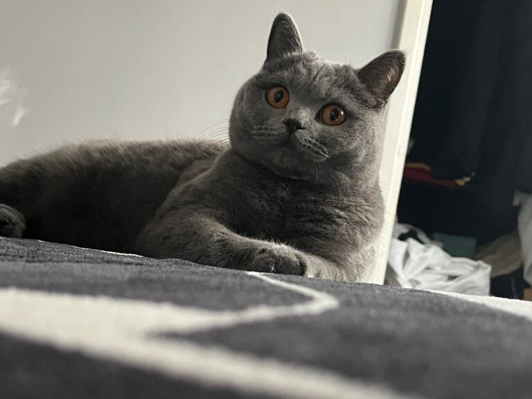 British Shorthair kittens for sale in Newcastle upon Tyne, Tyne and Wear – 2 years old - Image 2 of 3
