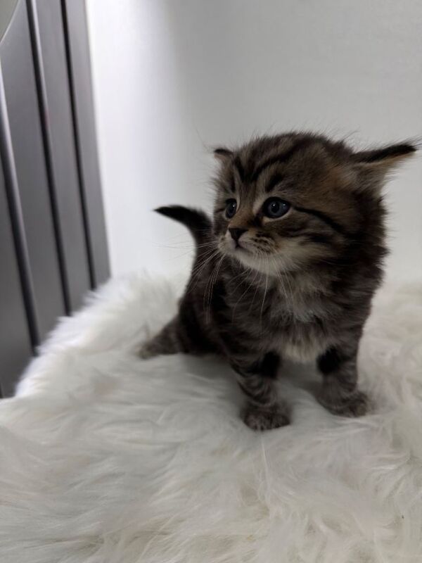 British Shorthair kittens for sale in Ilford, Greater London – 9 weeks old