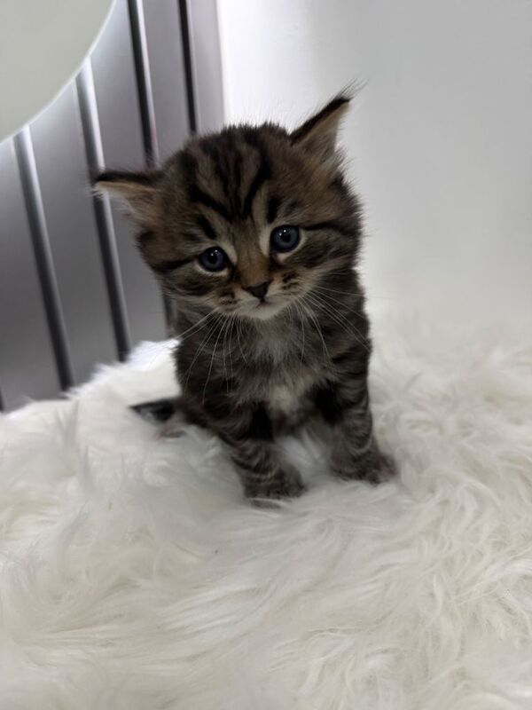 British Shorthair kittens for sale in Ilford, London – 4 months old - Image 2 of 4