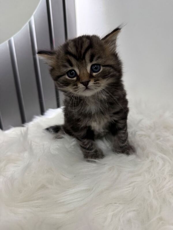 British Shorthair kittens for sale in Ilford, London – 4 months old - Image 3 of 4