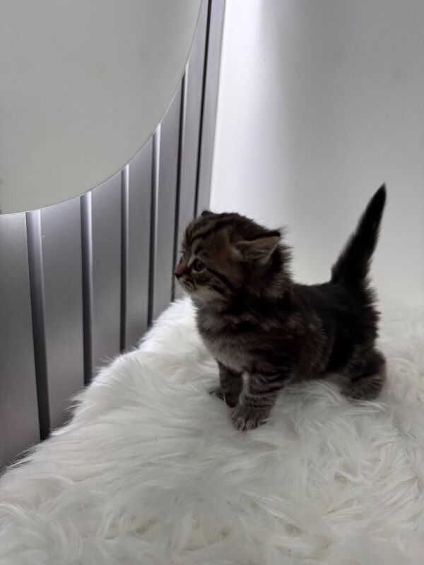 British Shorthair kittens for sale in Ilford, London – 4 months old - Image 4 of 4