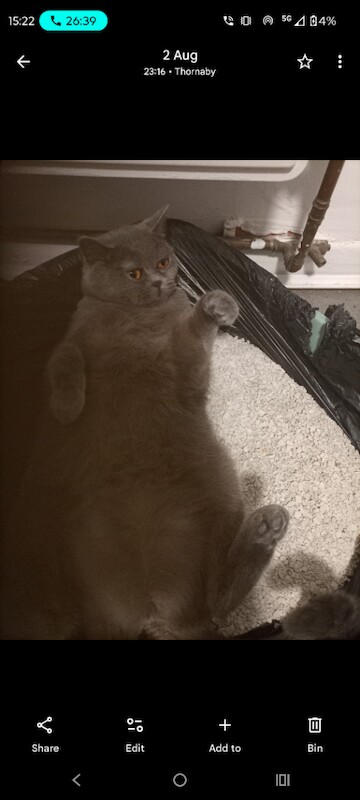 British Shorthair kittens for sale in Thornaby, County Durham – 1 year old