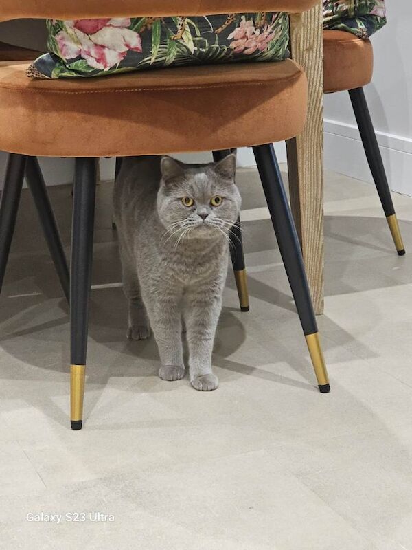 British Shorthair kittens for sale in Bradford, West Yorkshire – 1 year old