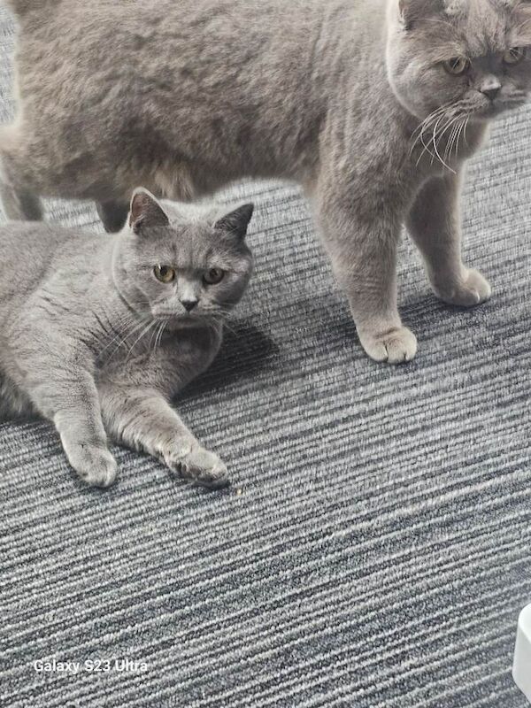 British Shorthair kittens for sale in Bradford, West Yorkshire – 1 year old - Image 2 of 5