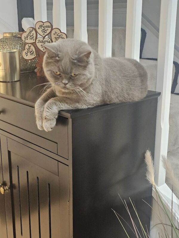 British Shorthair kittens for sale in Bradford, West Yorkshire – 1 year old - Image 3 of 5