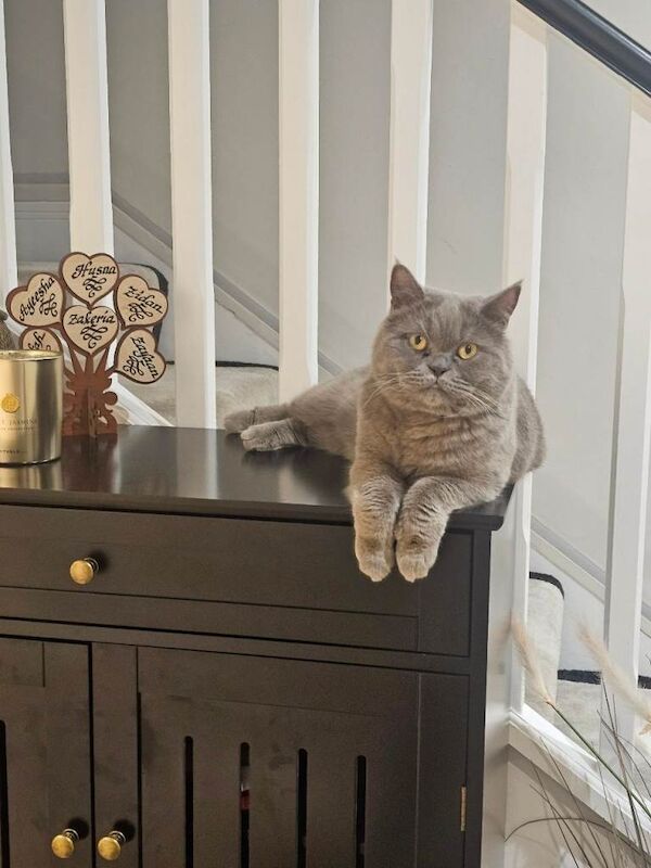 British Shorthair kittens for sale in Bradford, West Yorkshire – 1 year old - Image 4 of 5