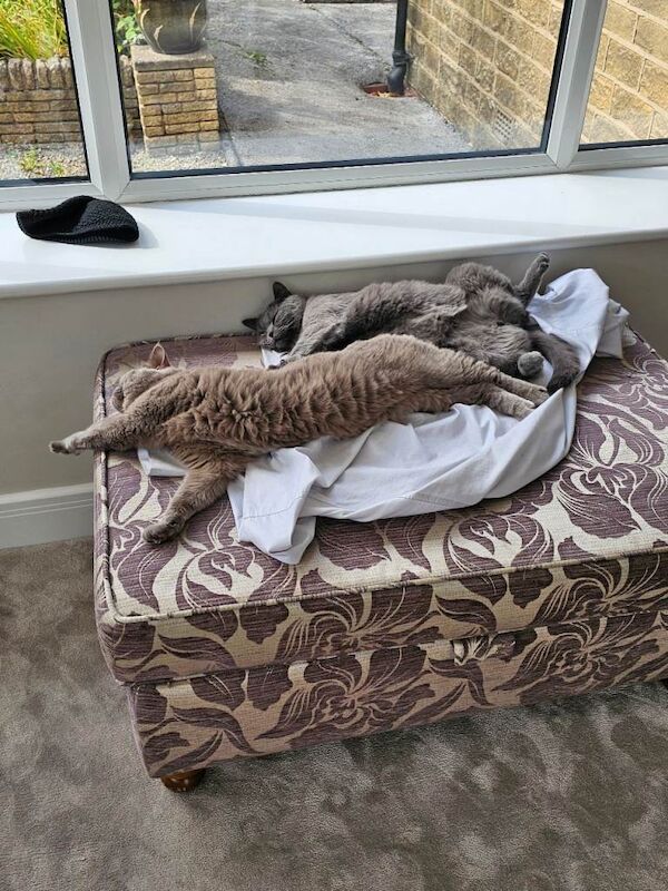 British Shorthair kittens for sale in Bradford, West Yorkshire – 1 year old - Image 5 of 5