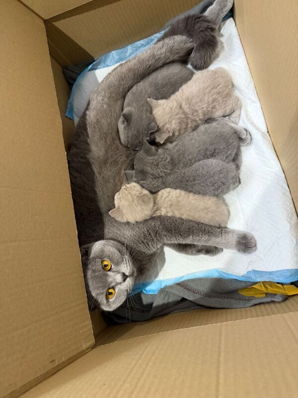 British Shorthair Kittens For Sale