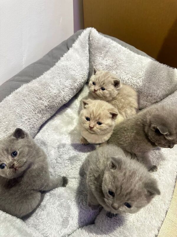 British Shorthair kittens for sale in Oldham, Manchester – 5 weeks old - Image 2 of 4