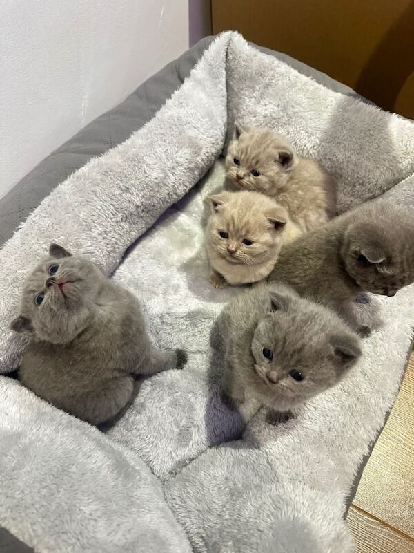 British Shorthair kittens for sale in Oldham, Manchester – 5 weeks old - Image 3 of 4