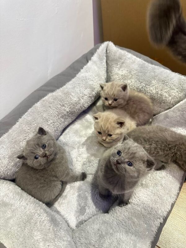 British Shorthair kittens for sale in Oldham, Manchester – 5 weeks old - Image 4 of 4