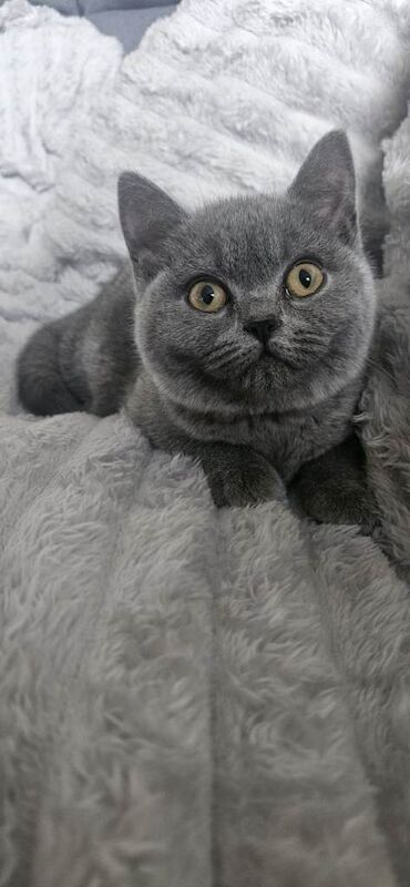 British Shorthair kittens for sale in Bridgend – 5 months old