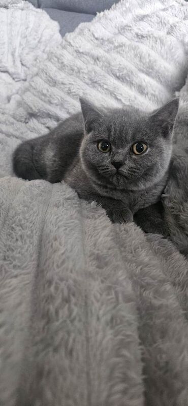 British Shorthair kittens for sale in Bridgend – 5 months old - Image 2 of 3